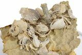 Miniature Fossil Cluster (Ammonites, Urchin) - France #270564-3